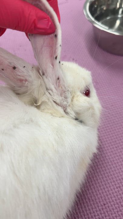 Enlarge Jet-Puff, a ADOPTABLE New Zealand in North Little Rock, AR video 2/2