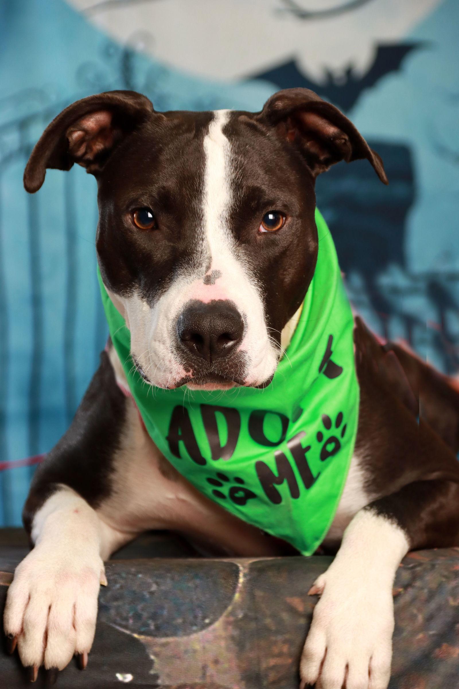Enlarge Miss Daisy, a Adoptable Pit Bull Terrier in Antioch, TN image 1/3
