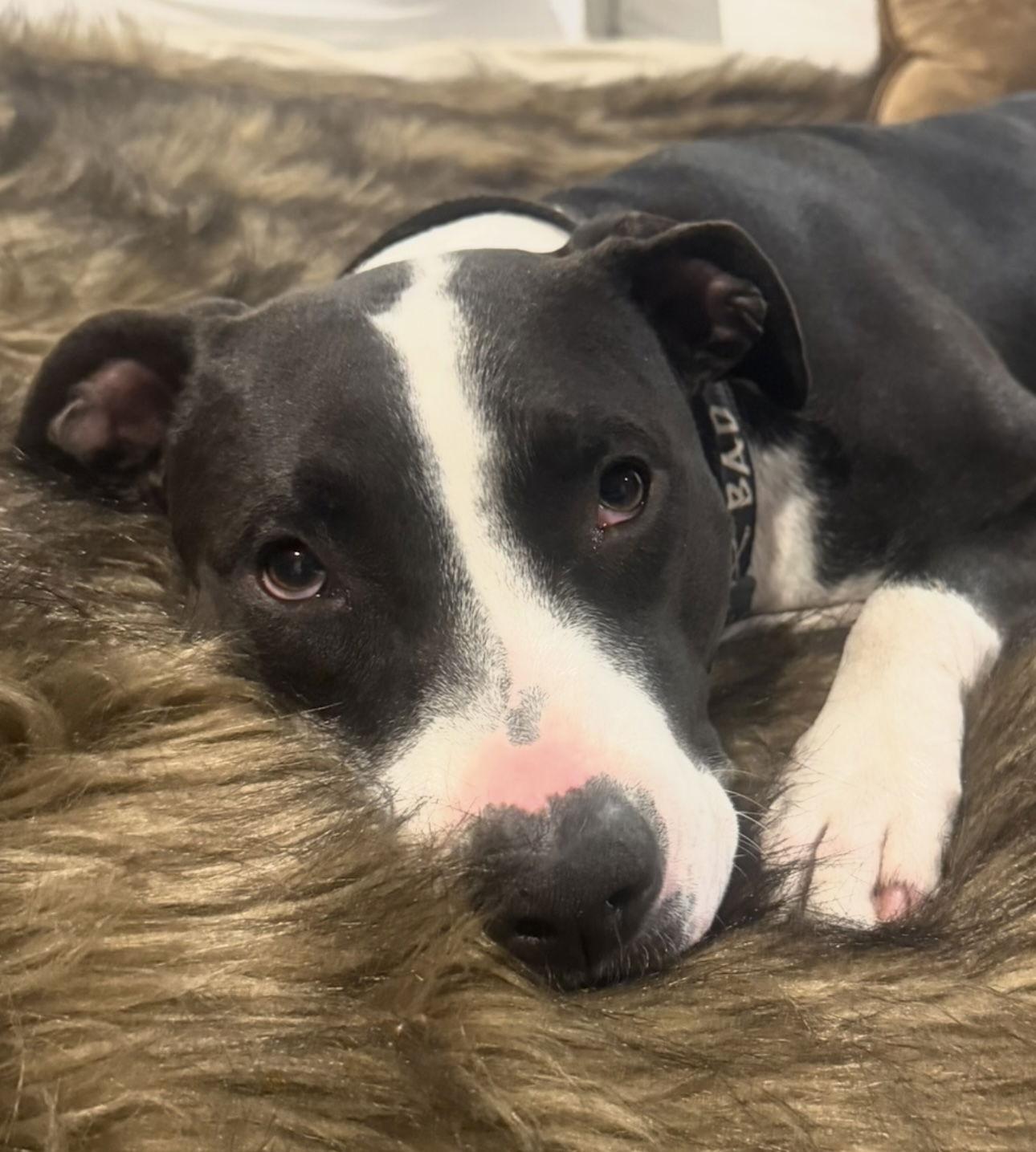 Enlarge Miss Daisy, a Adoptable Pit Bull Terrier in Antioch, TN image 2/3