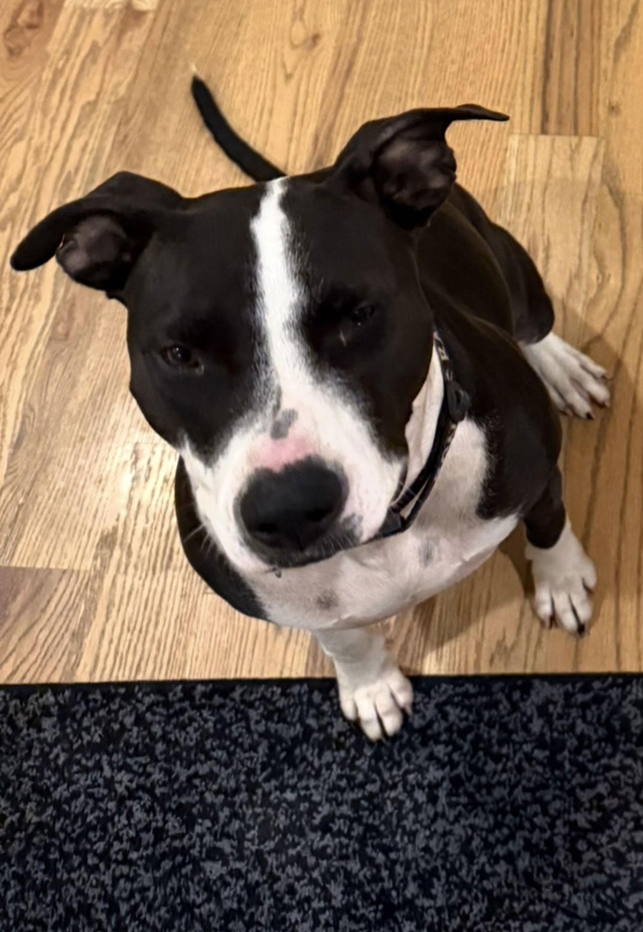 Enlarge Miss Daisy, a Adoptable Pit Bull Terrier in Antioch, TN image 3/3