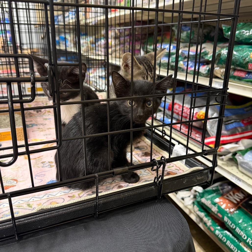 Dolly, Adoptable, Kitten Female Domestic Short Hair.