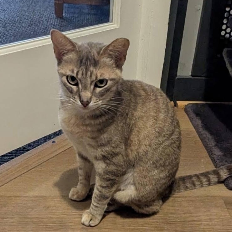 Enlarge RANDY, a ADOPTABLE Domestic Short Hair in Schnecksville, PA image 2/4