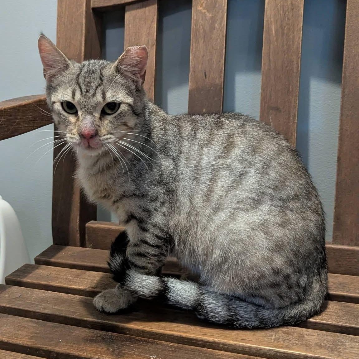 RANDY, ADOPTABLE, Young Male Domestic Short Hair.