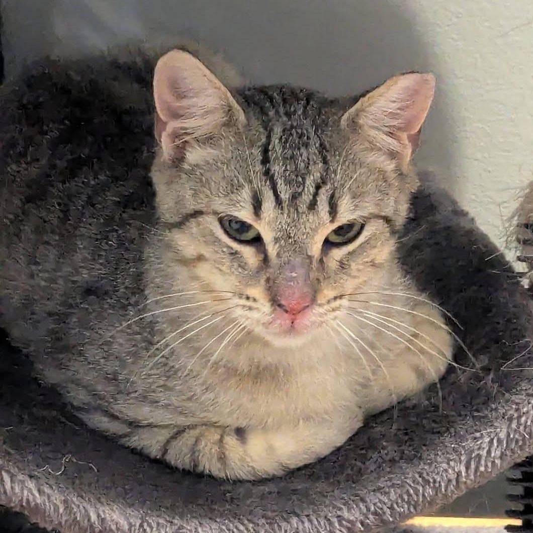Enlarge RANDY, a ADOPTABLE Domestic Short Hair in Schnecksville, PA image 4/4