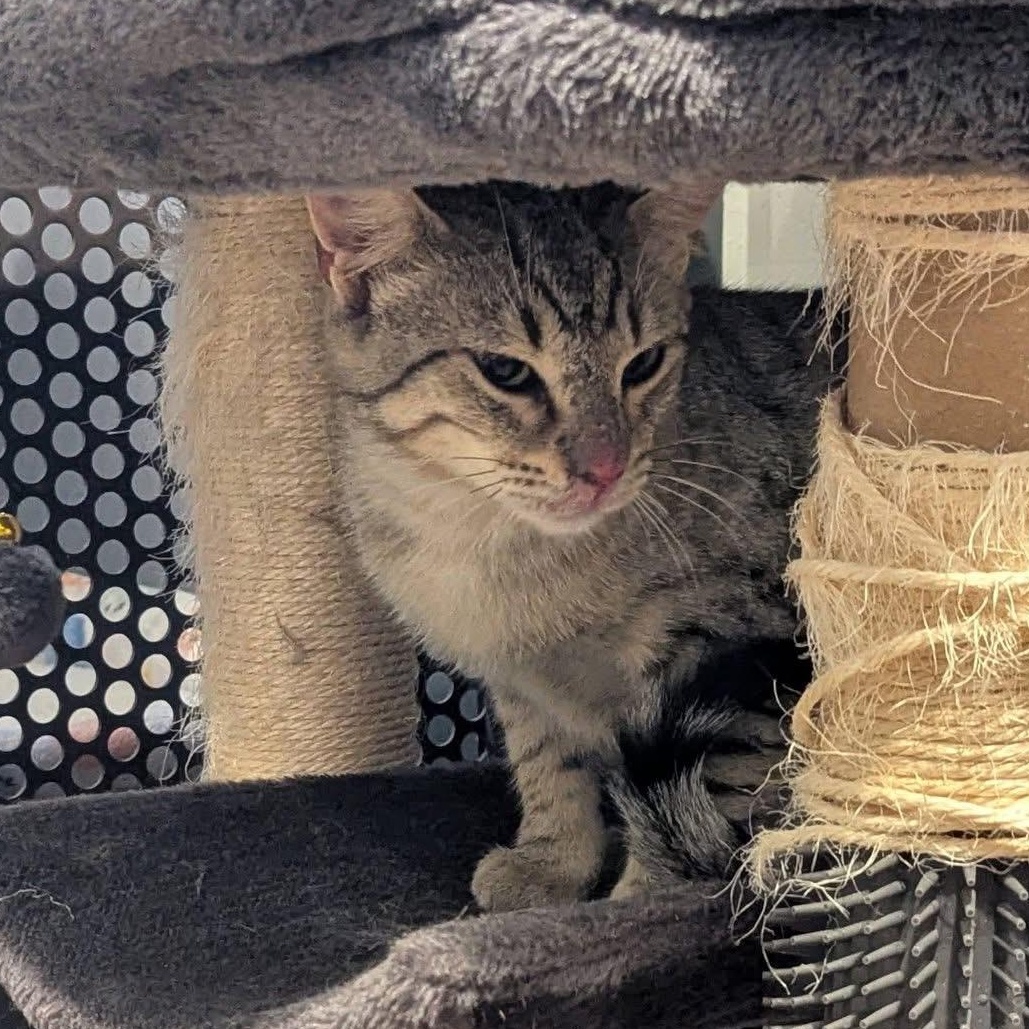 Enlarge RANDY, a ADOPTABLE Domestic Short Hair in Schnecksville, PA image 3/4