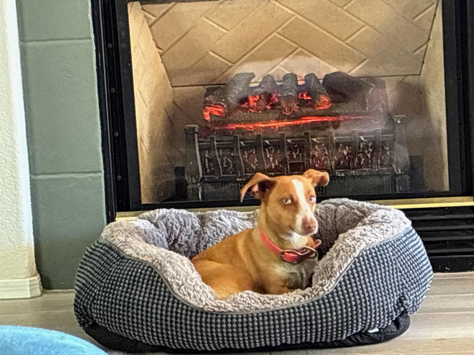 Enlarge FRANKIE, a Adopted mixed breed in Chandler, AZ image 1/1