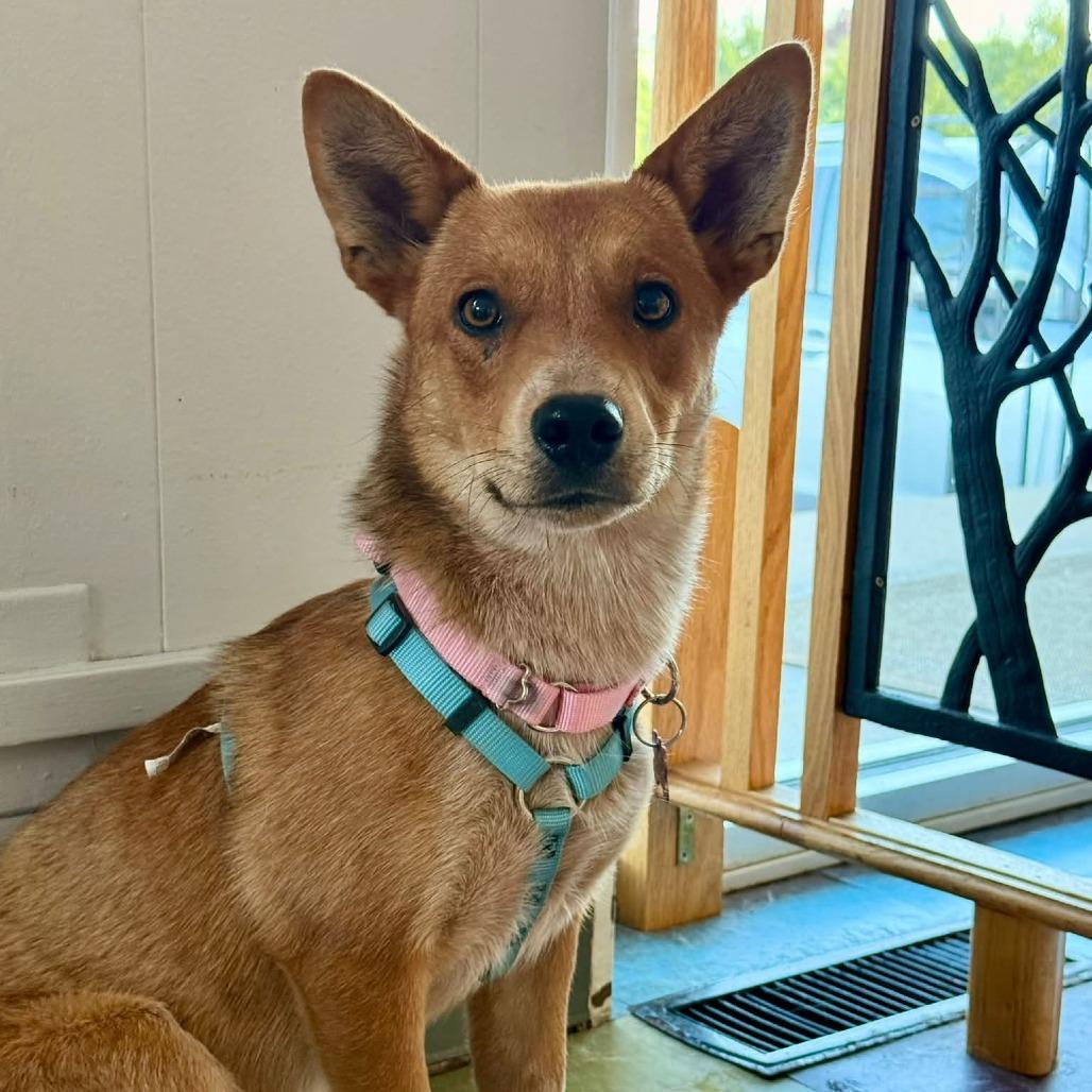 Samwise, Adoptable, Young Male Australian Cattle Dog / Blue Heeler.