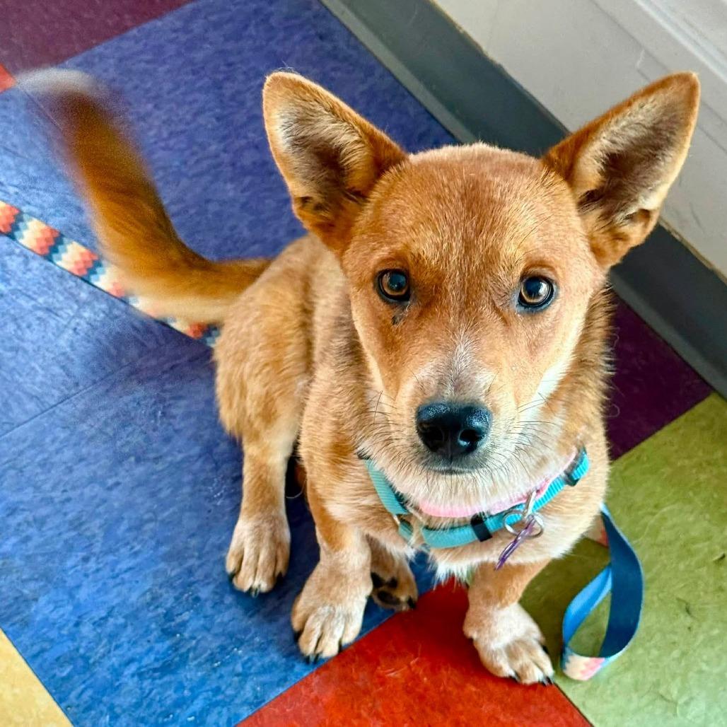 Samwise, a Adoptable Australian Cattle Dog / Blue Heeler in Crystal, MN image 2/6