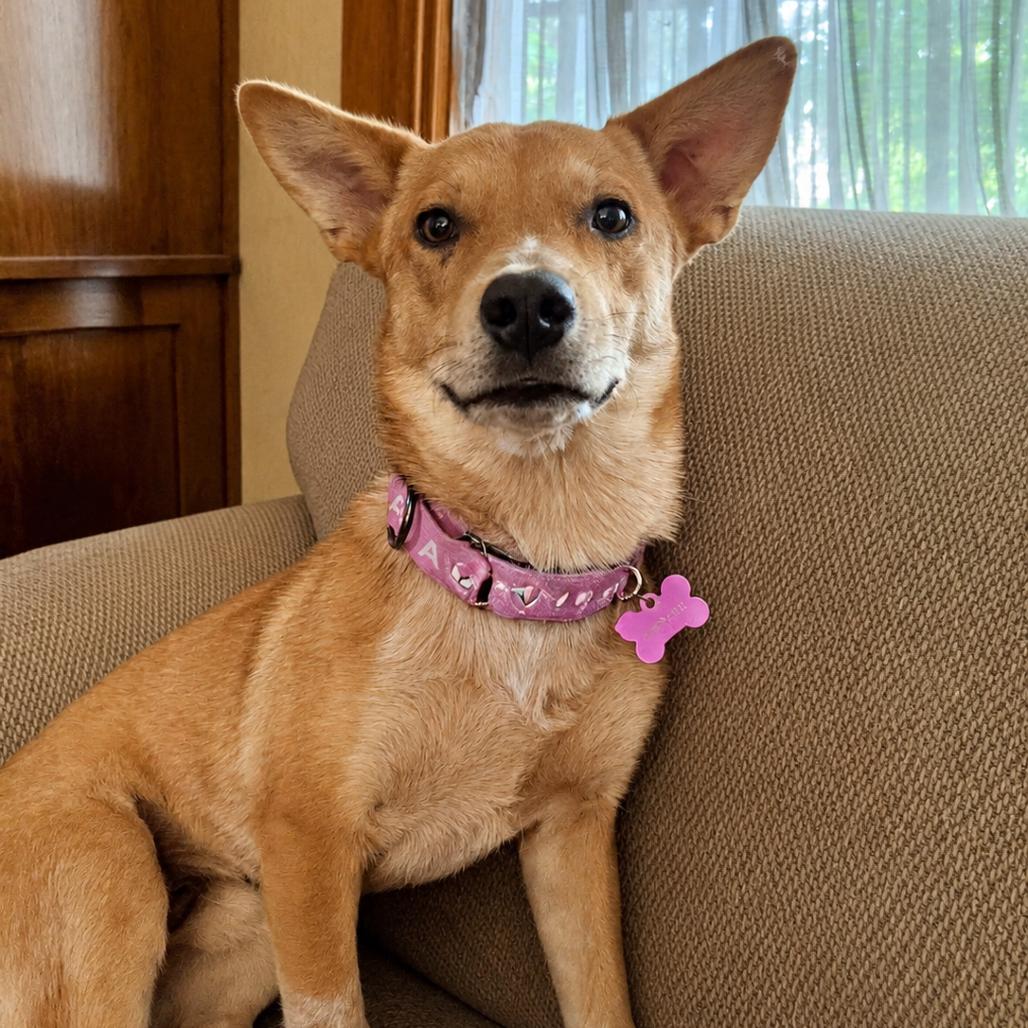 Samwise, a Adoptable Australian Cattle Dog / Blue Heeler in Crystal, MN image 3/6