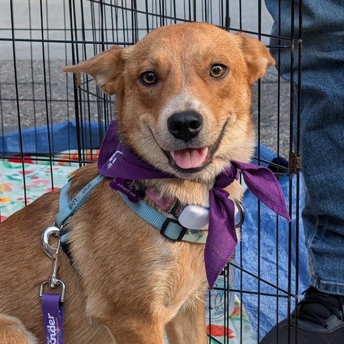 Samwise, a Adoptable Australian Cattle Dog / Blue Heeler in Crystal, MN image 4/6