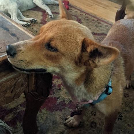 Samwise, a Adoptable Australian Cattle Dog / Blue Heeler in Crystal, MN image 5/6