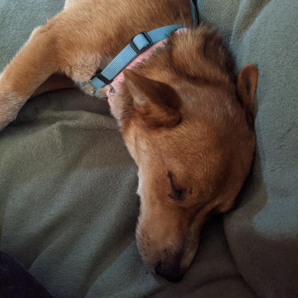 Samwise, a Adoptable Australian Cattle Dog / Blue Heeler in Crystal, MN image 6/6