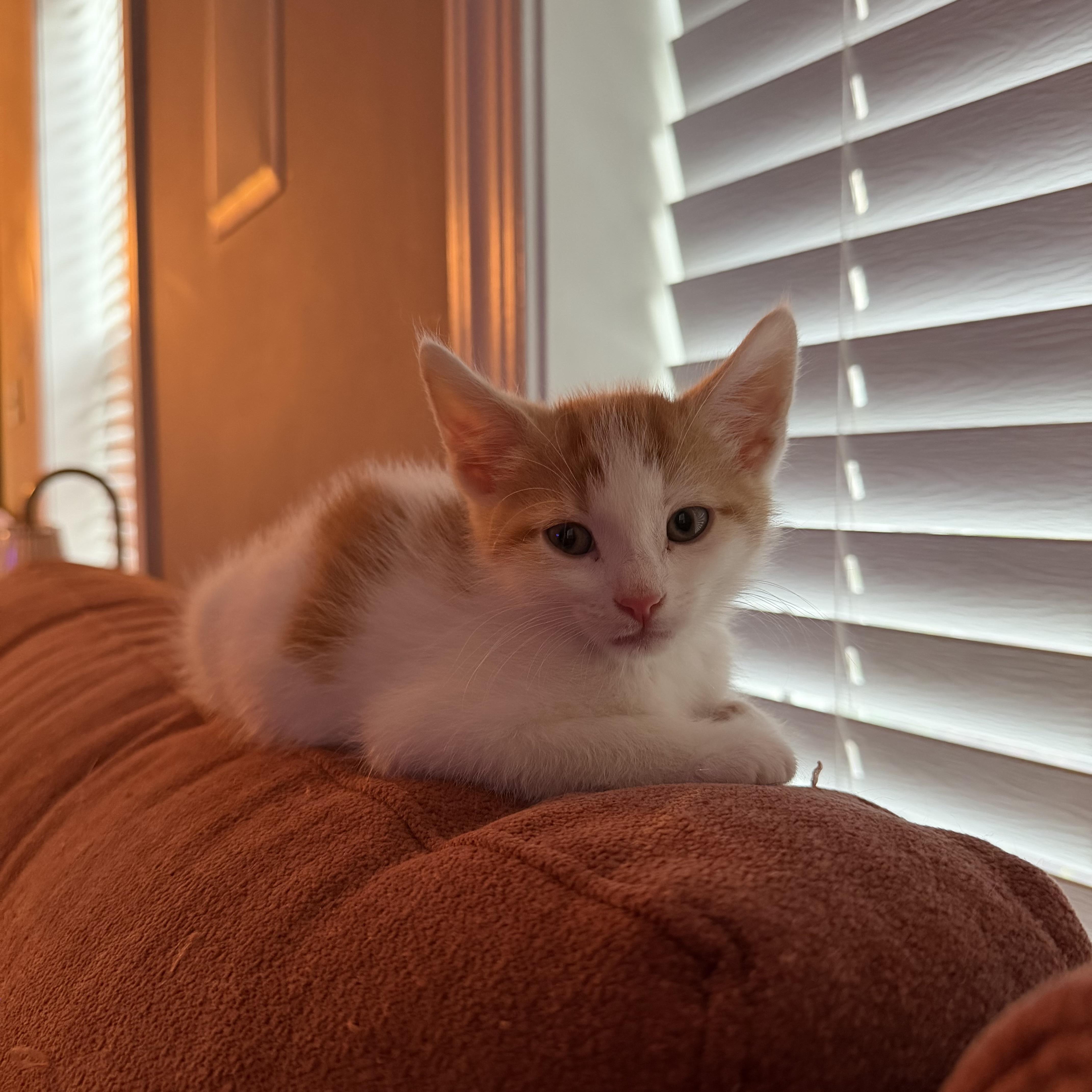 Sprinkles, adopted, Kitten Male Domestic Short Hair.