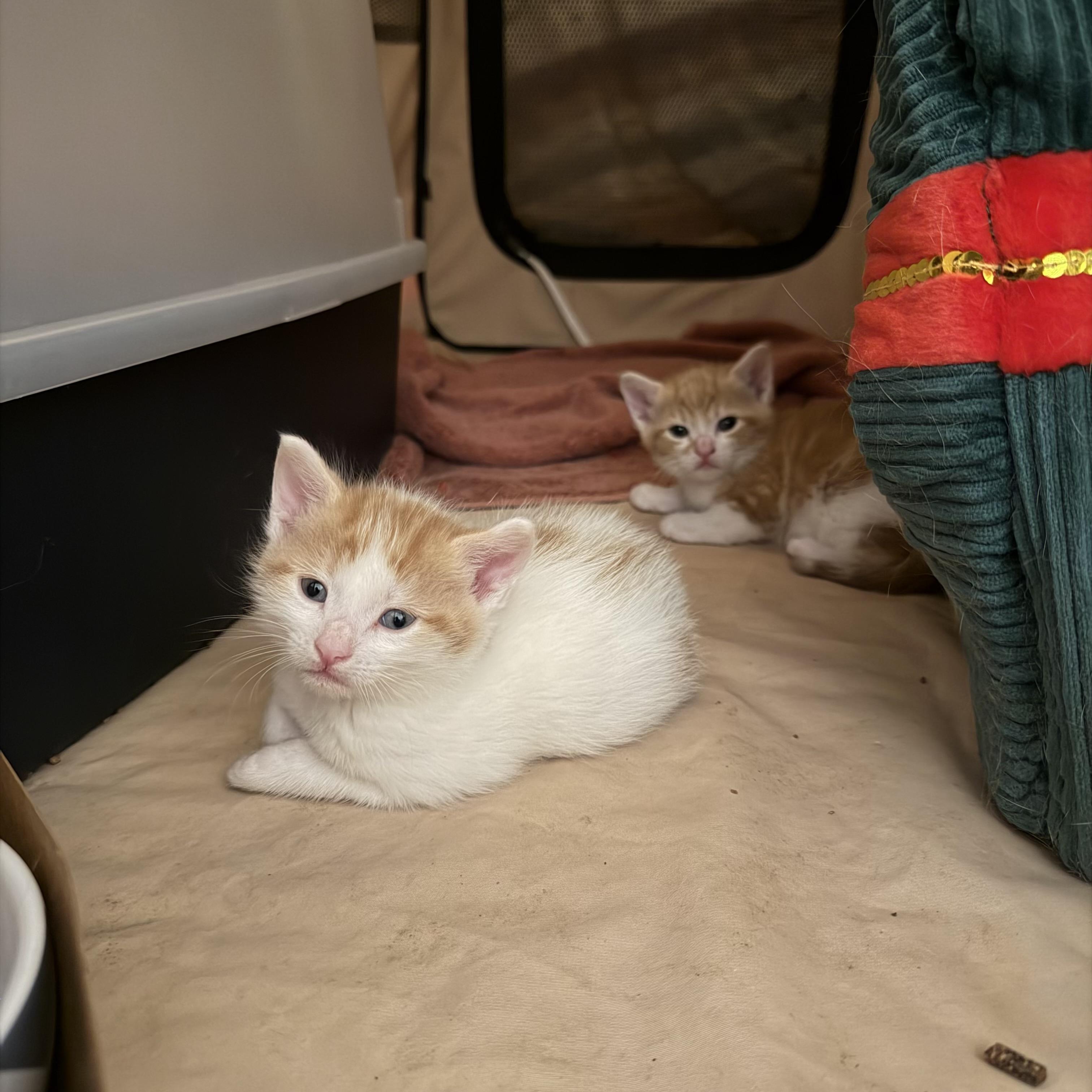 Enlarge Sprinkles, an adopted Domestic Short Hair in Seneca, SC image 2/3