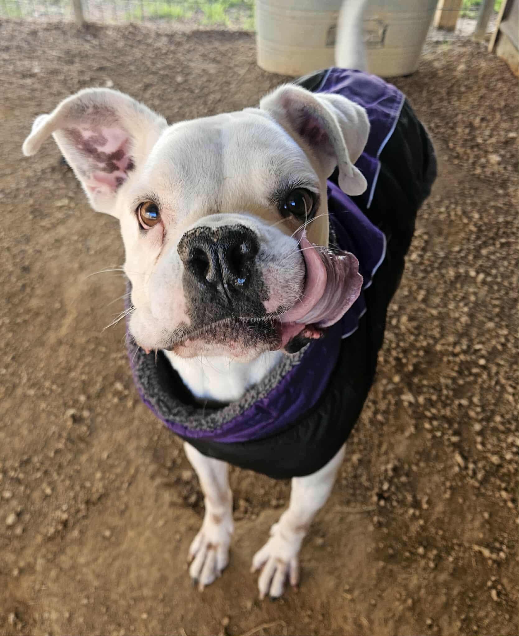 Enlarge Kye, a Adoptable mixed breed in San Angelo , TX image 1/6