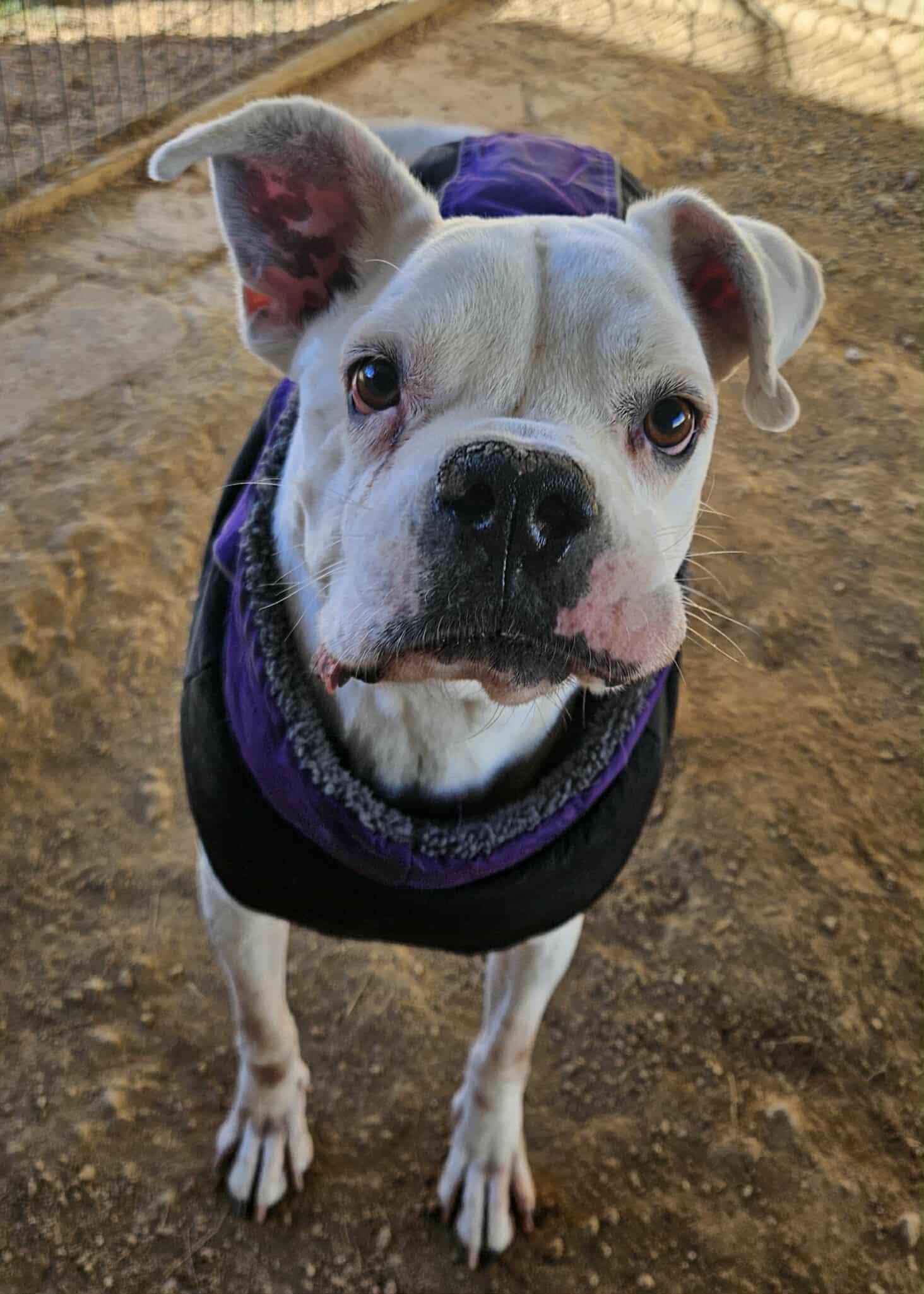 Enlarge Kye, a Adoptable mixed breed in San Angelo , TX image 2/6