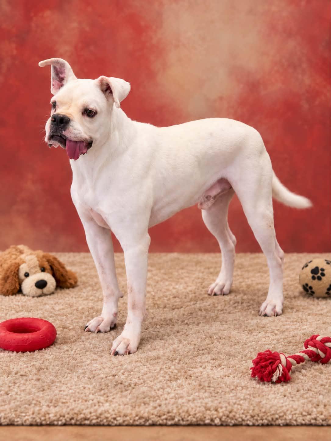 Enlarge Kye, a Adoptable mixed breed in San Angelo , TX image 3/6