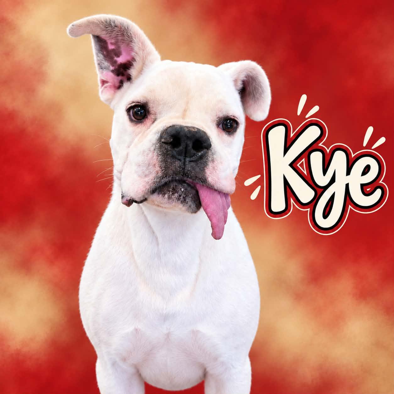 Enlarge Kye, a Adoptable mixed breed in San Angelo , TX image 4/6