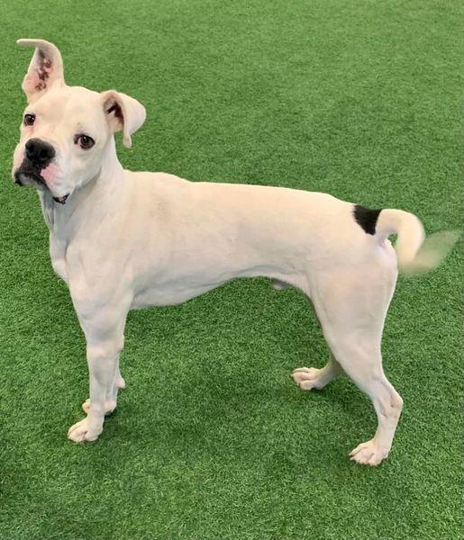 Enlarge Kye, a Adoptable mixed breed in San Angelo , TX image 3/6