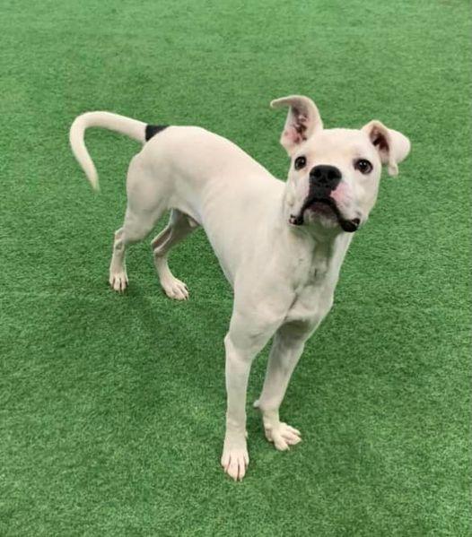 Enlarge Kye, a Adoptable mixed breed in San Angelo , TX image 4/6