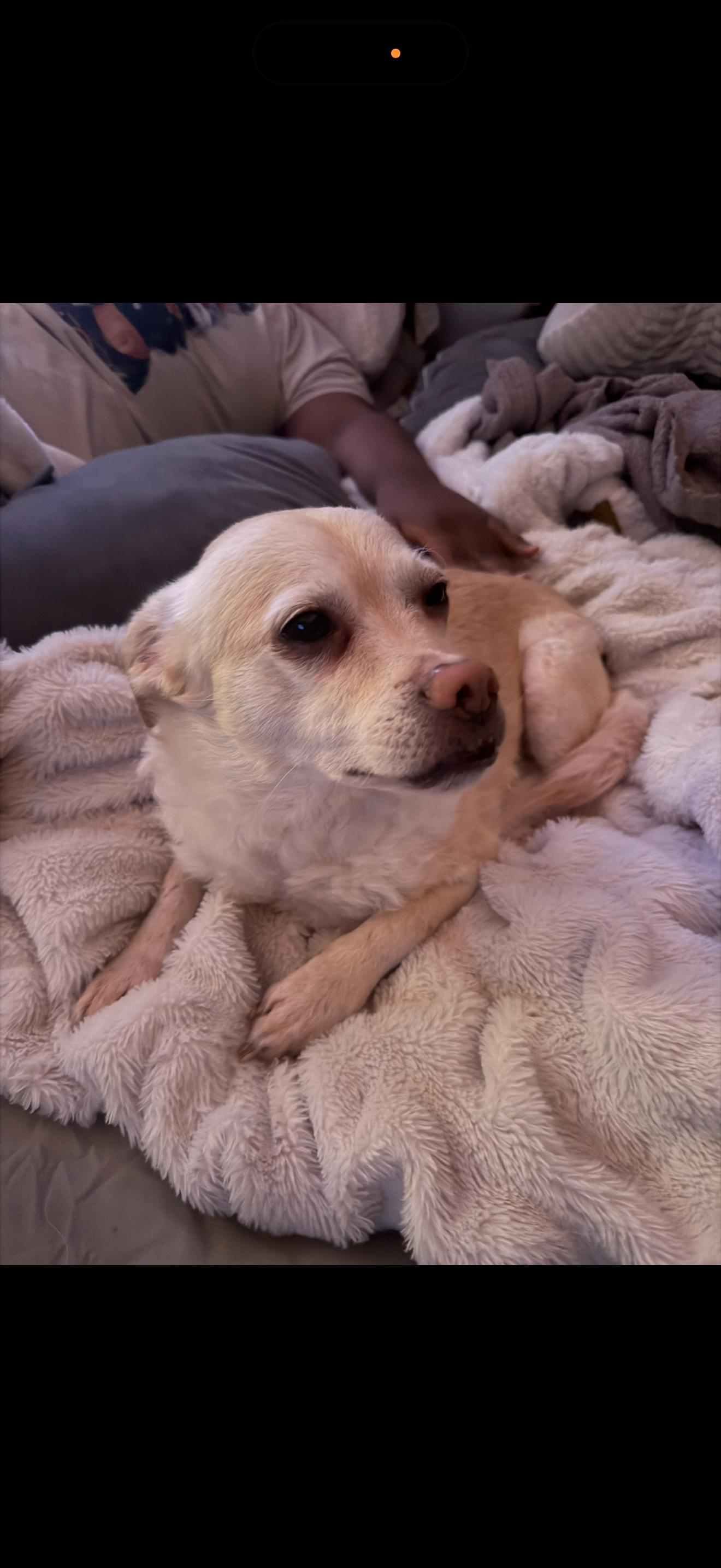 Griffon, ADOPTABLE, Adult Male Chihuahua.