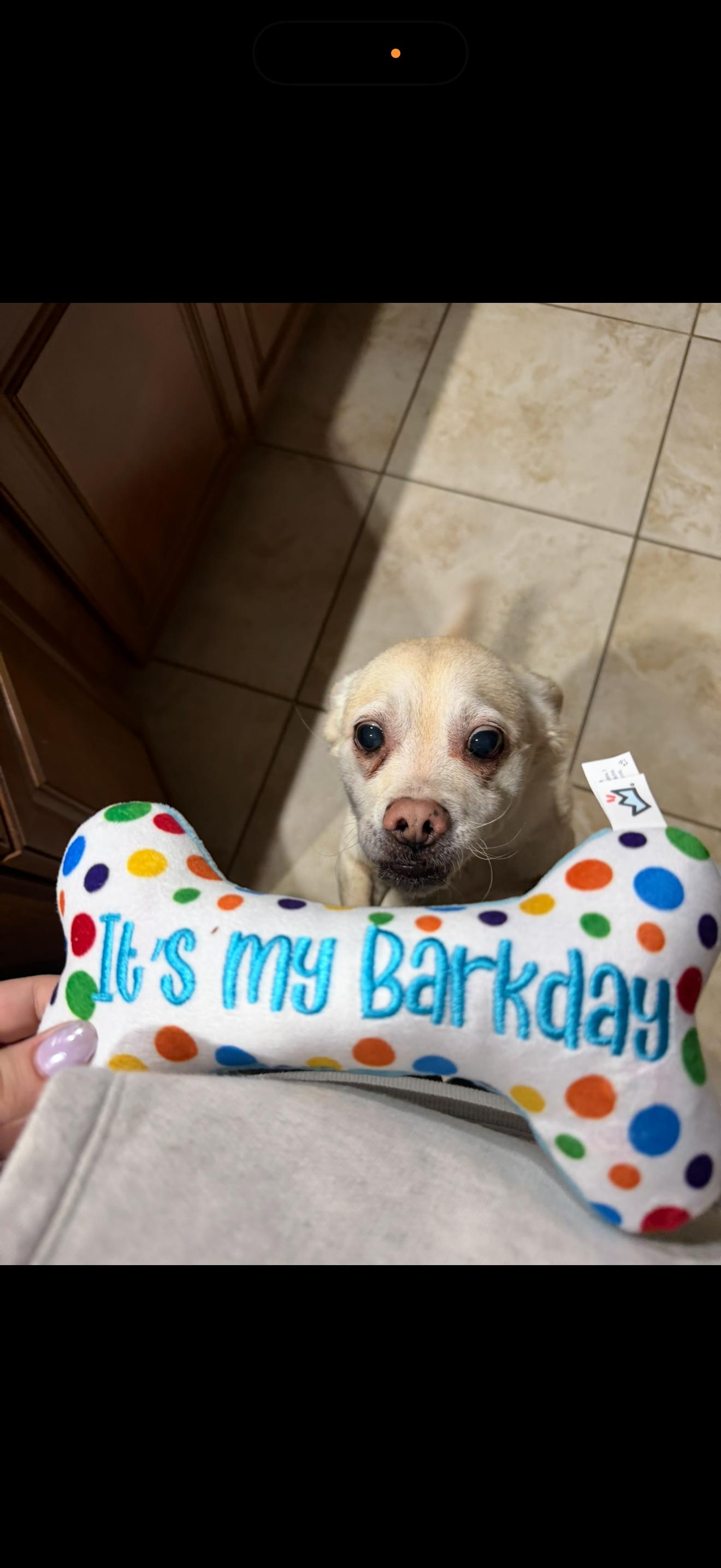 Enlarge Griffon, a ADOPTABLE mixed breed in Bradenton, FL image 3/3