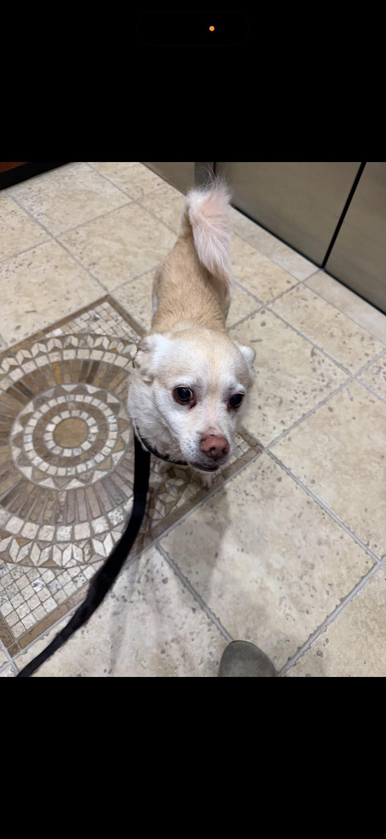 Enlarge Griffon, a ADOPTABLE mixed breed in Bradenton, FL image 2/3