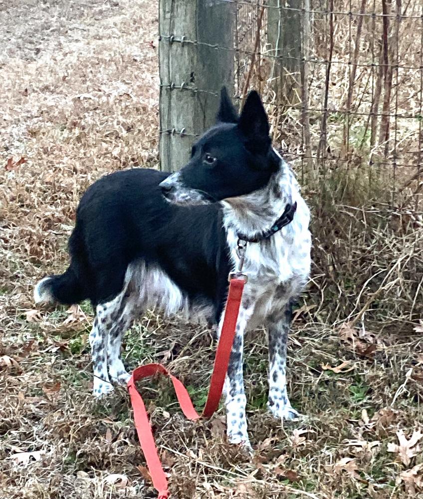Darla, a Adoptable mixed breed in Dacula, GA image 1/3