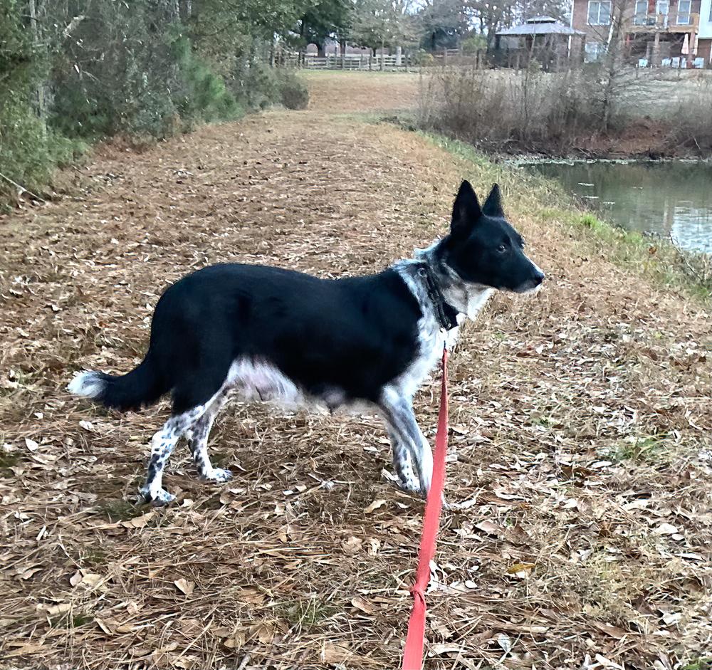 Darla, a Adoptable mixed breed in Dacula, GA image 2/3