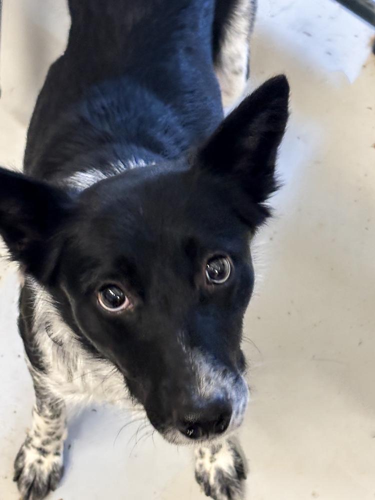 Darla, a Adoptable mixed breed in Dacula, GA image 3/3