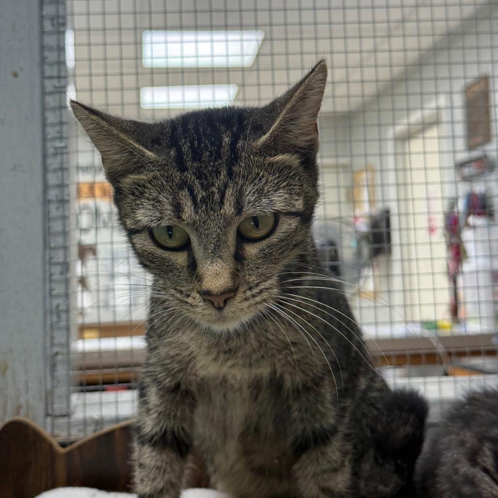 Eliza, Adoptable, Young Female Domestic Short Hair.