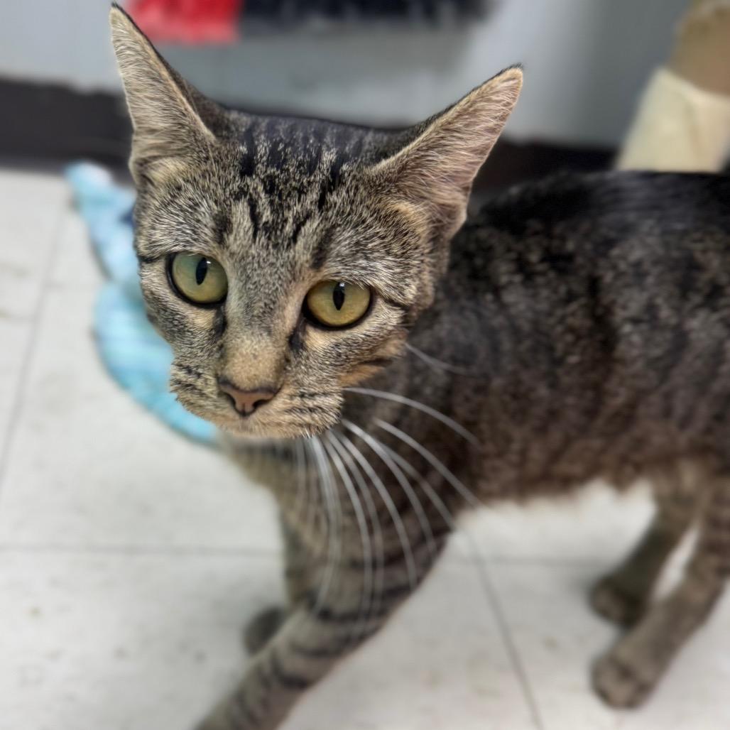 Enlarge Eliza, a Adoptable Domestic Short Hair in Chariton, IA image 2/5