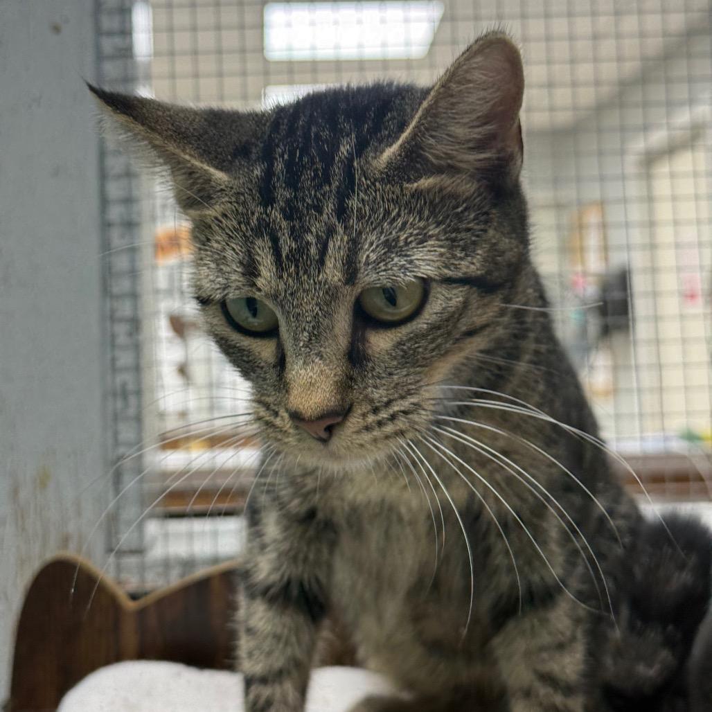 Enlarge Eliza, a Adoptable Domestic Short Hair in Chariton, IA image 3/5