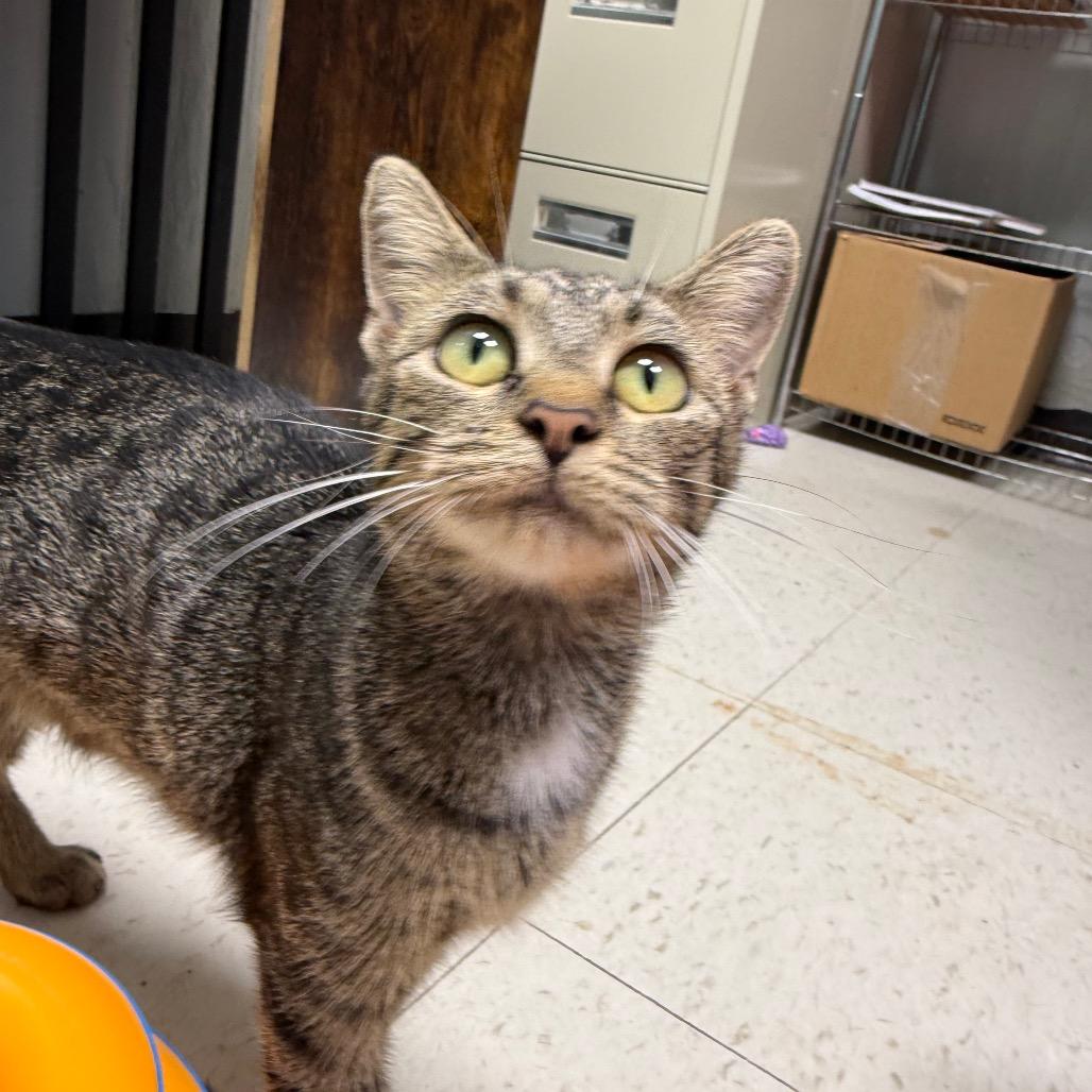 Enlarge Eliza, a Adoptable Domestic Short Hair in Chariton, IA image 5/5