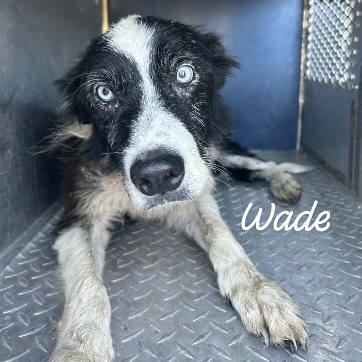 Enlarge Wade, a Adoptable mixed breed in Buchanan Dam, TX image 2/2