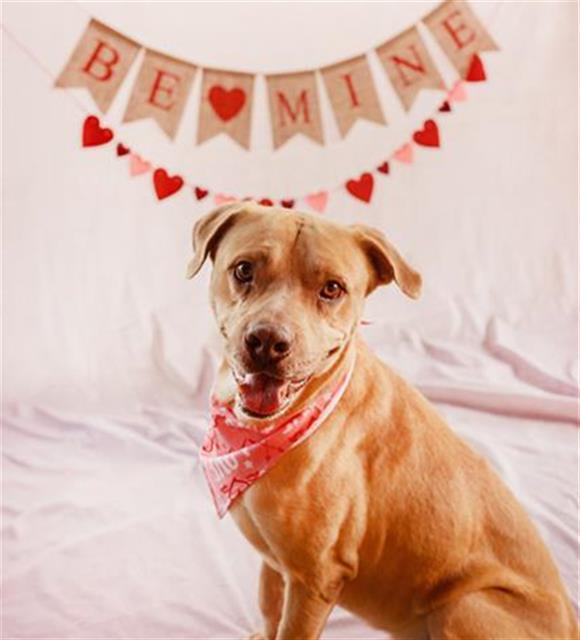 Enlarge TITO, a Adoptable mixed breed in Miami, FL image 1/1