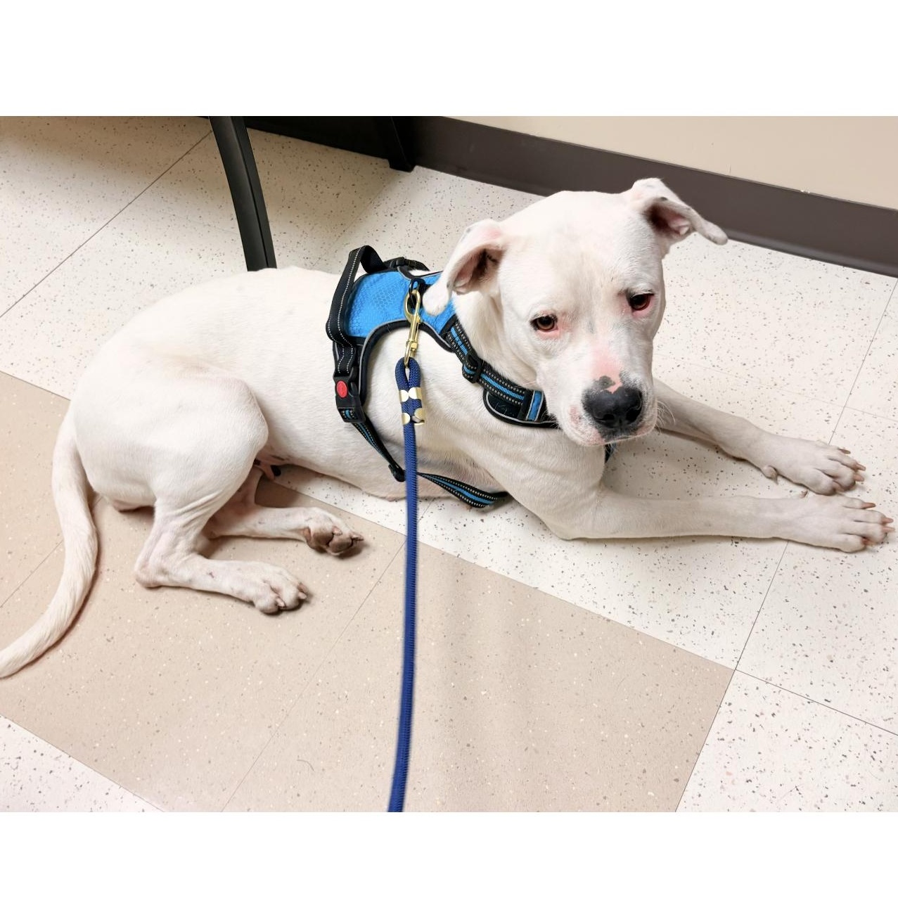 Enlarge Boni, a Adoptable mixed breed in Cherry Hill Township , NJ image 3/6