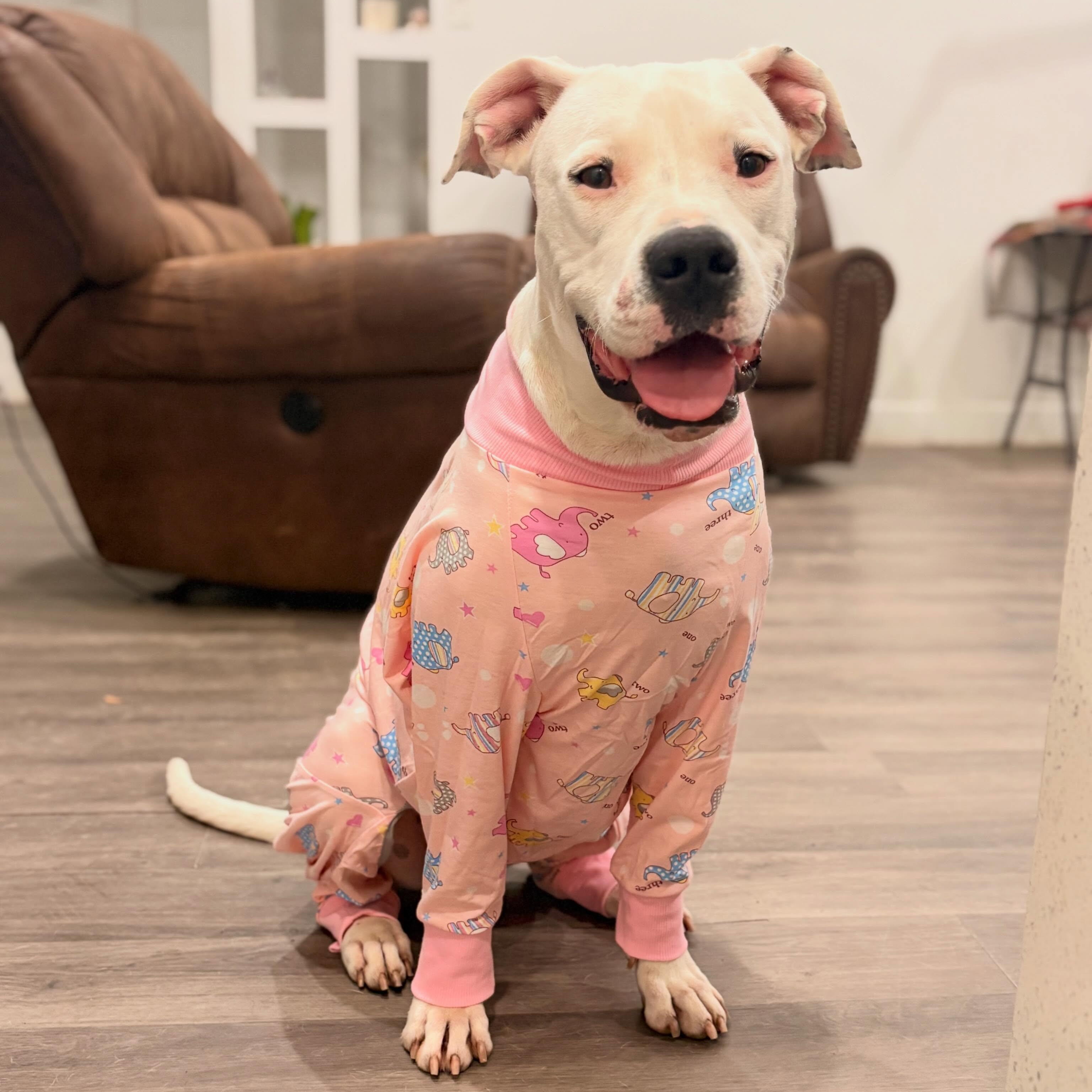 Boni, Adoptable, Adult Female Dogo Argentino & Labrador Retriever.