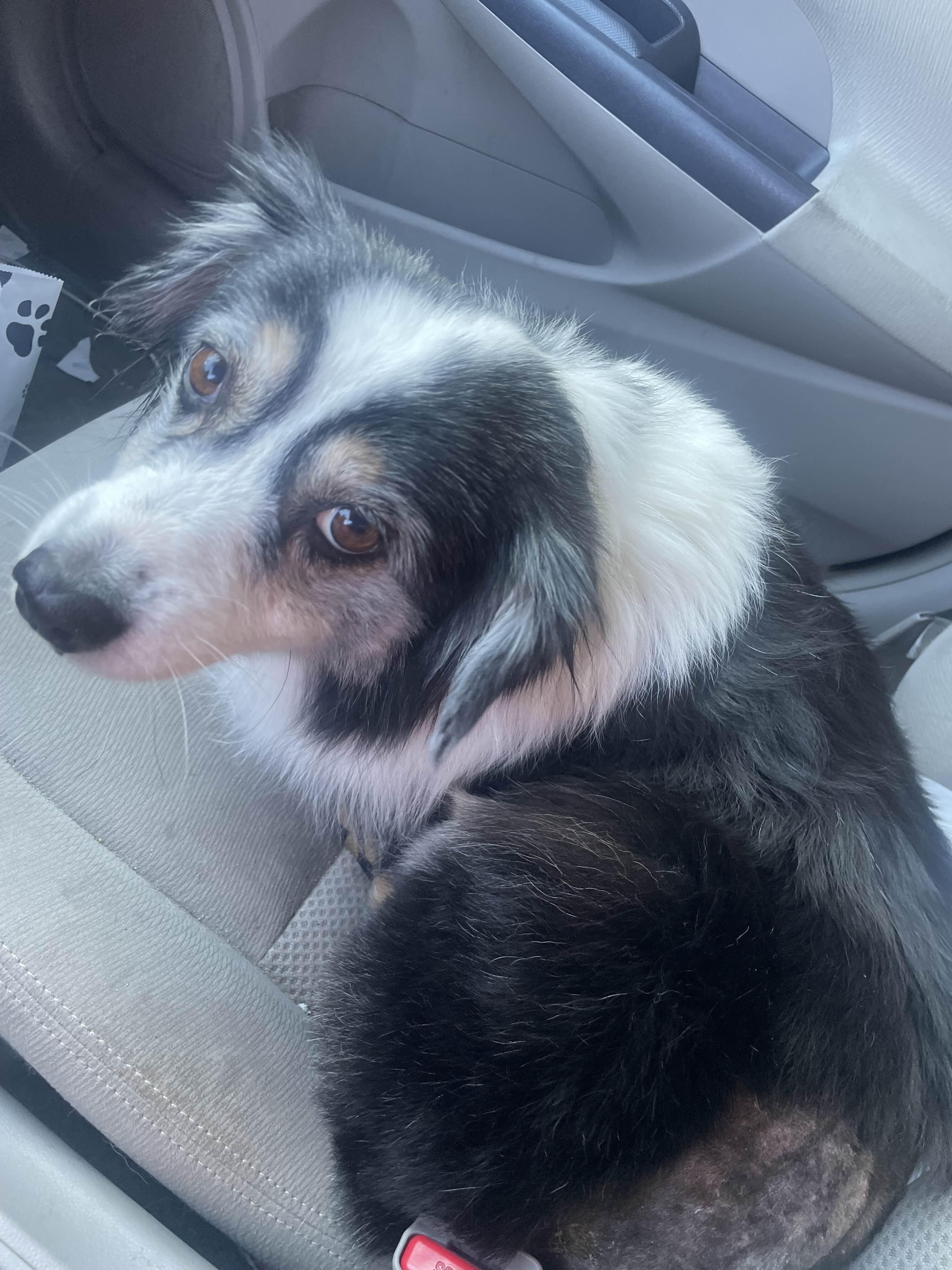 Paisley, a ADOPTABLE mixed breed in Los Osos, CA image 2/6