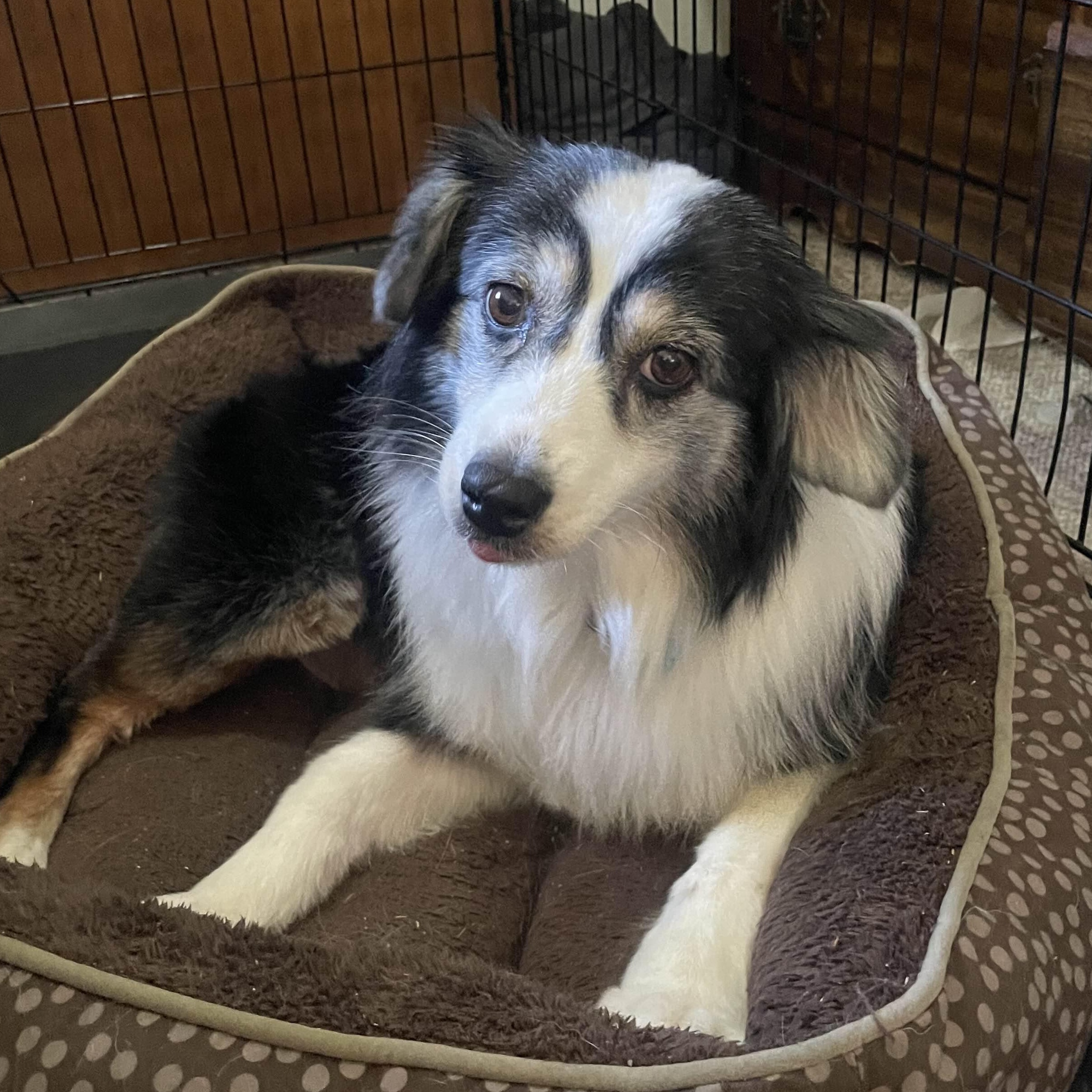 Paisley, ADOPTABLE, Senior Female Australian Shepherd.