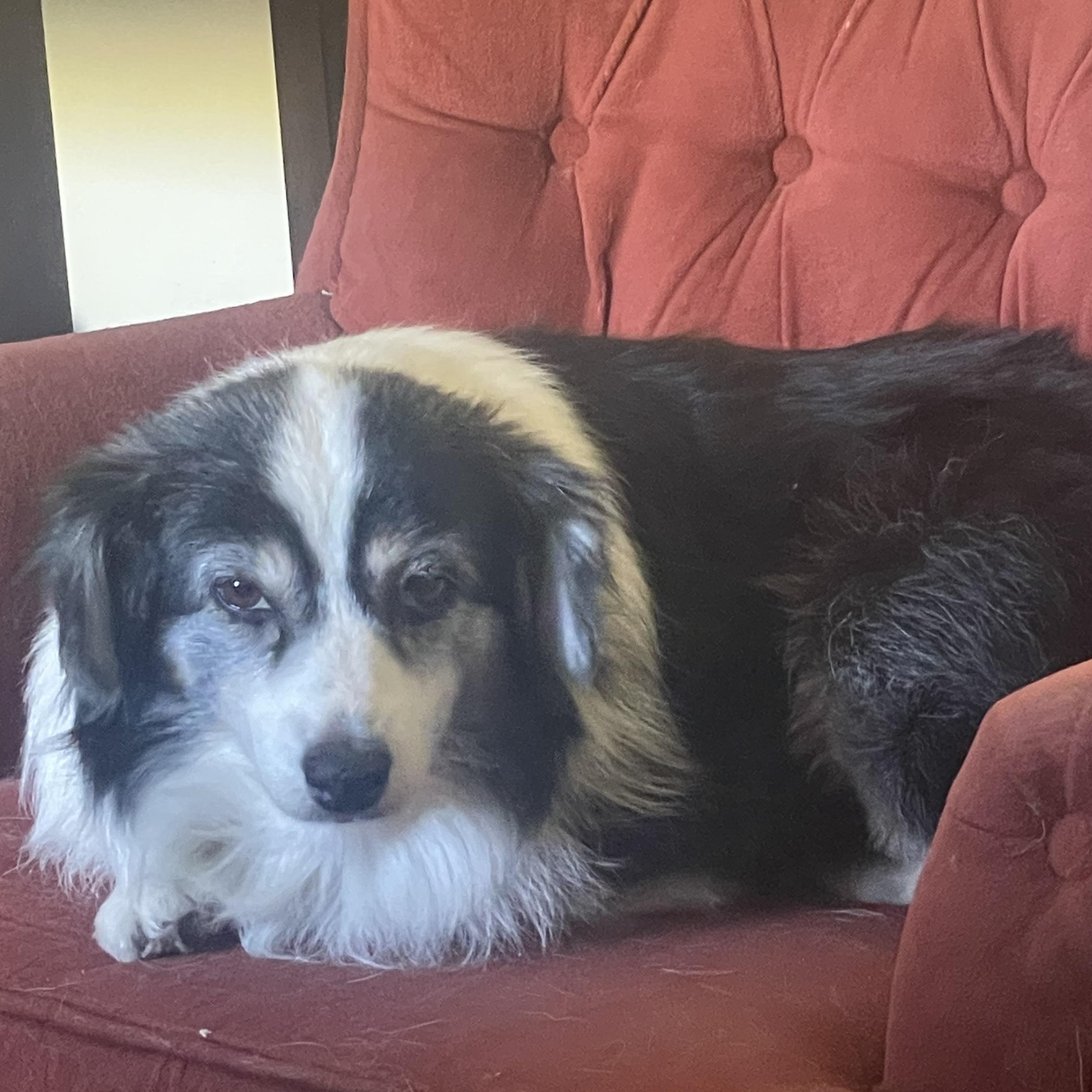 Paisley, a ADOPTABLE mixed breed in Los Osos, CA image 6/6