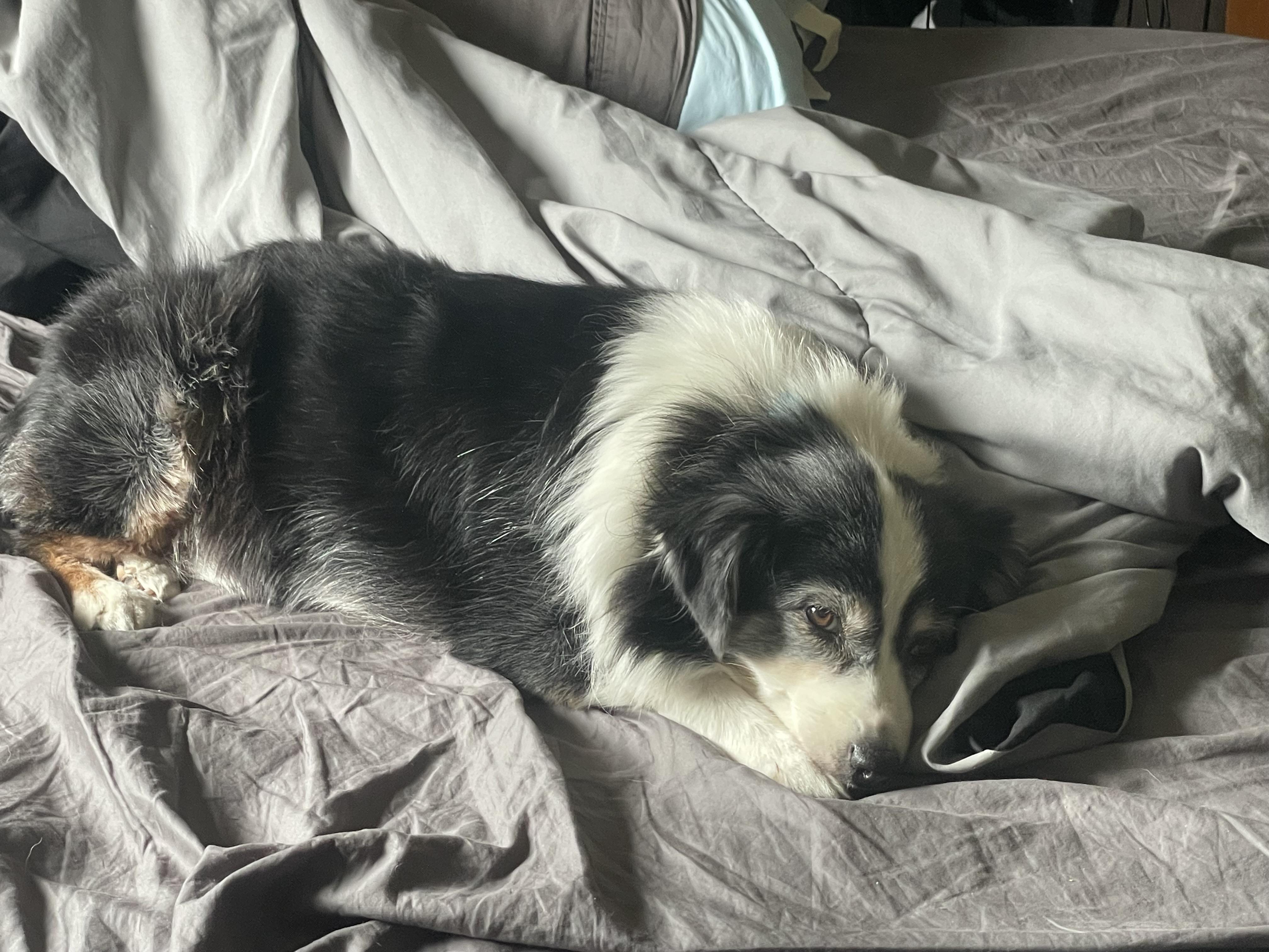 Paisley, a ADOPTABLE mixed breed in Los Osos, CA image 3/6