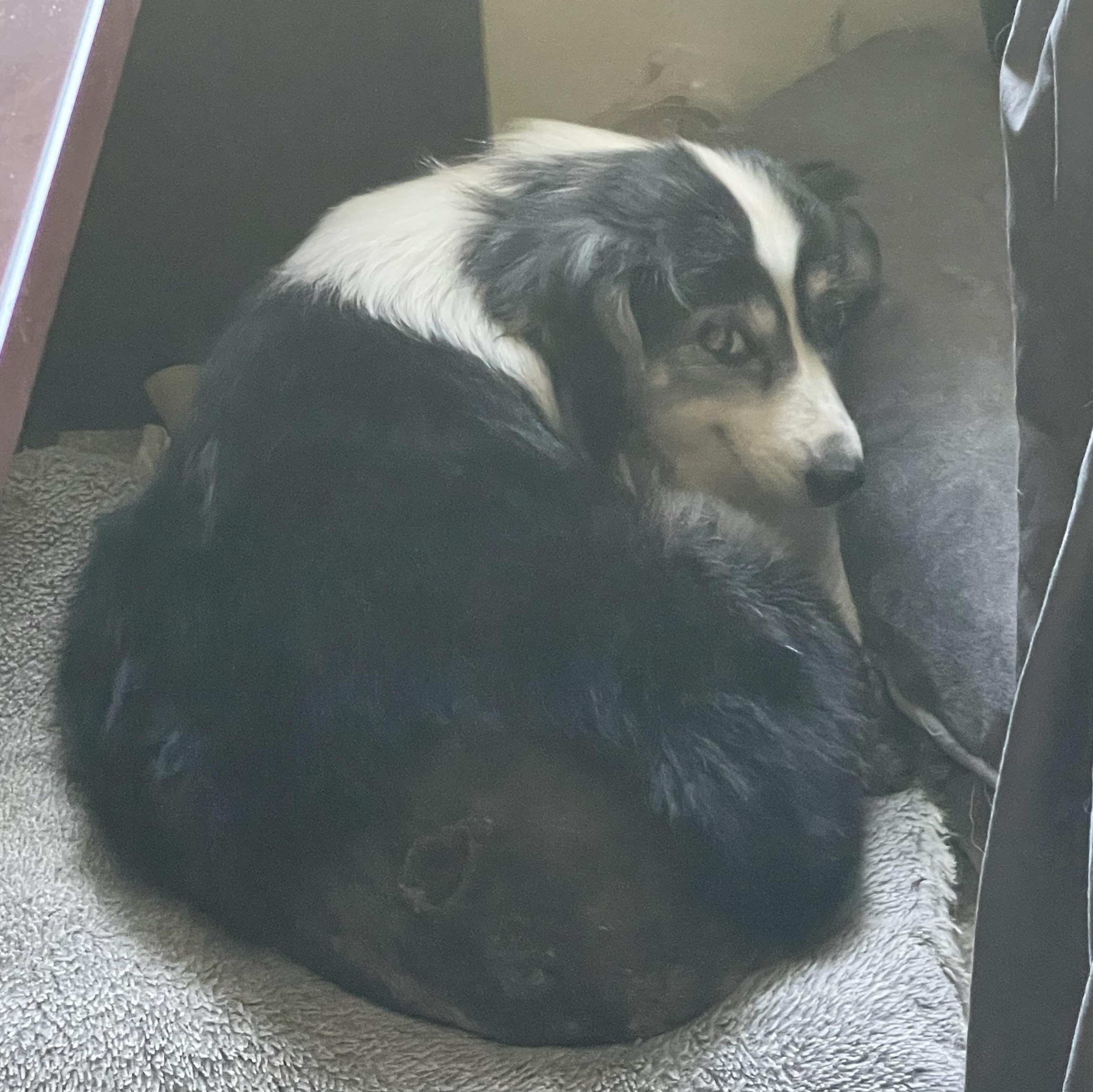 Paisley, a ADOPTABLE mixed breed in Los Osos, CA image 4/6