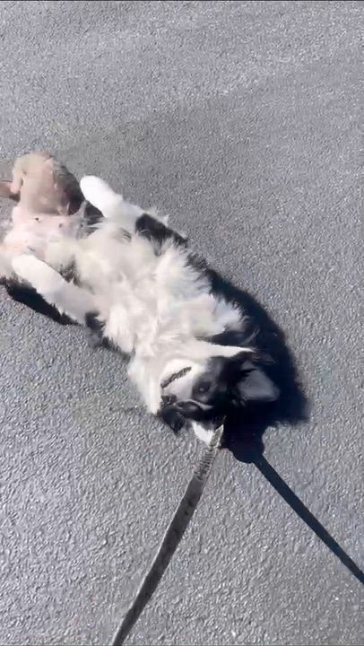 Enlarge Paisley, a ADOPTABLE mixed breed in Los Osos, CA video 5/6