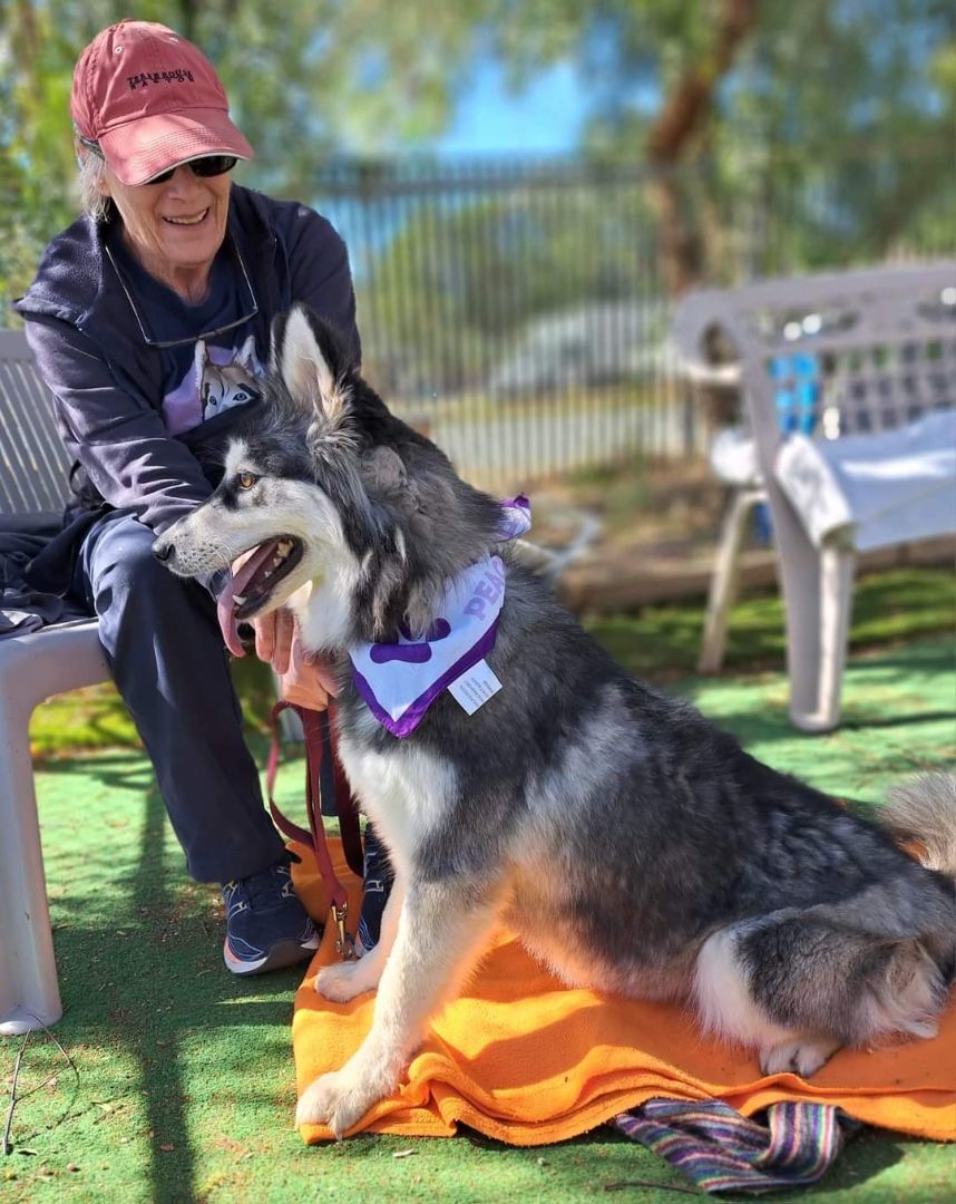 AIMEE, a Adoptable Siberian Husky in Valencia, CA image 1/3