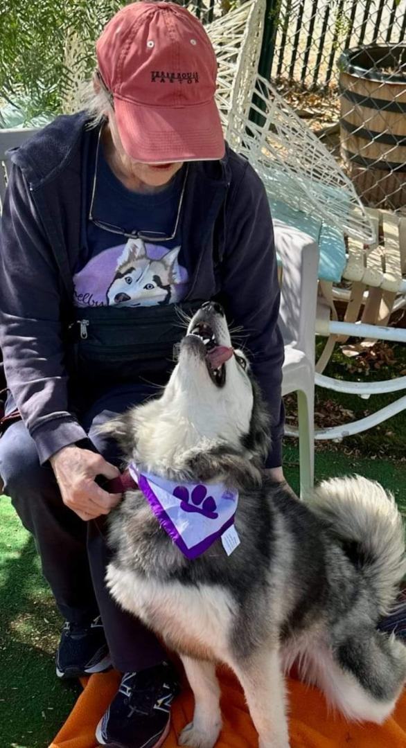 AIMEE, a Adoptable Siberian Husky in Valencia, CA image 2/3