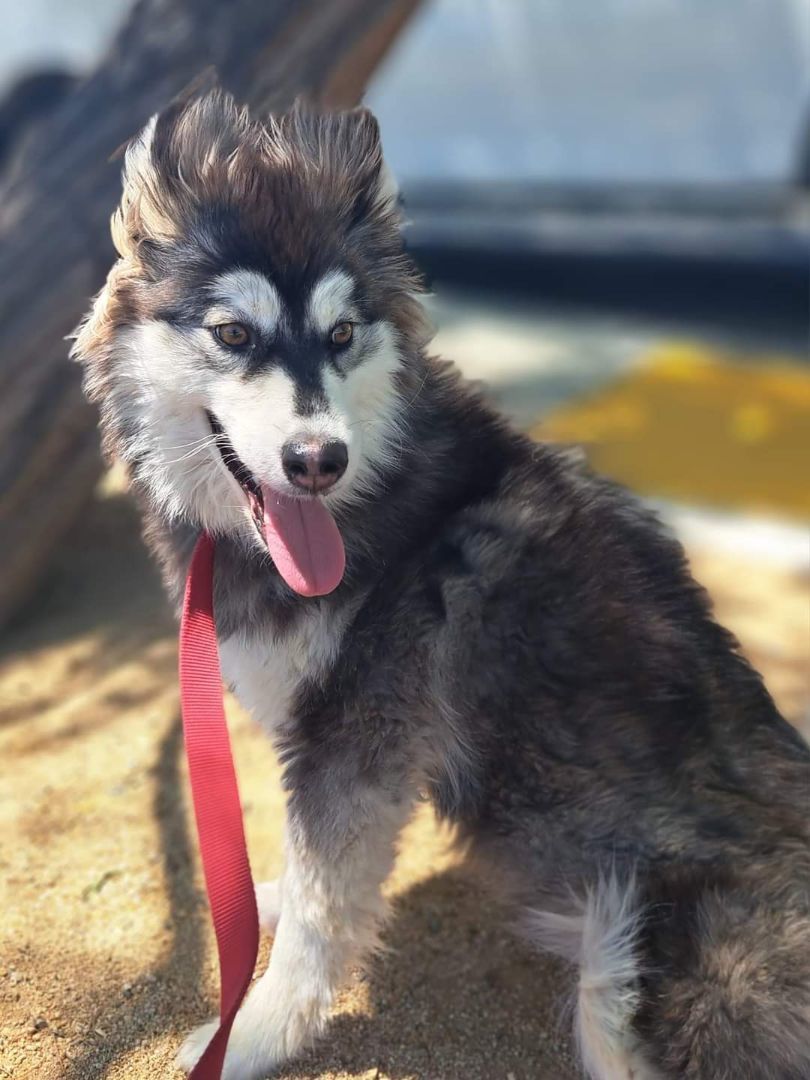 AIMEE, a Adoptable Siberian Husky in Valencia, CA image 3/3
