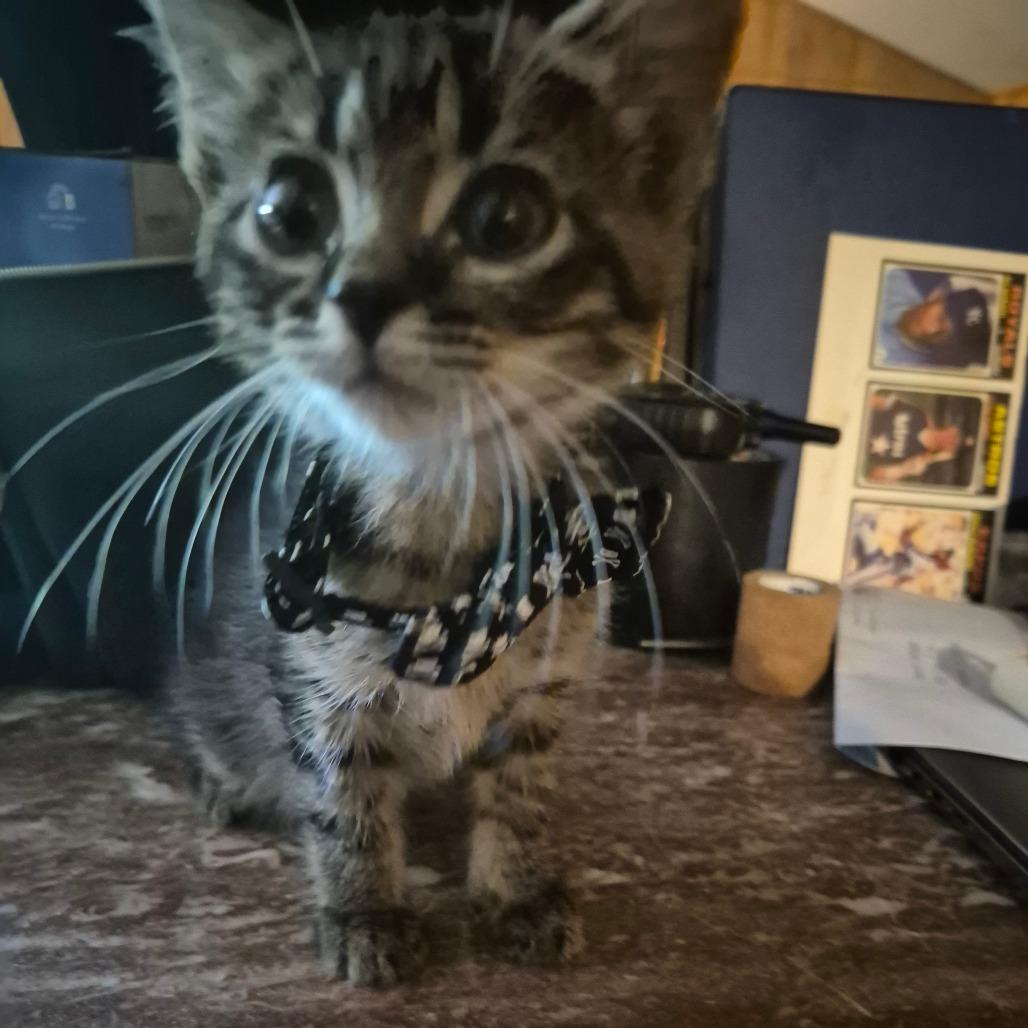 Enlarge Mr. Wobbles, a Adoptable Domestic Short Hair in Kingman, KS image 1/1