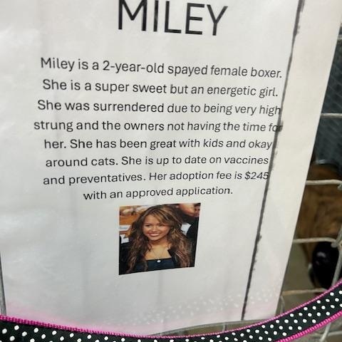 Enlarge Miley, an adopted Boxer in Bryan, OH image 3/3