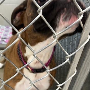 Enlarge Miley, an adopted Boxer in Bryan, OH image 2/3